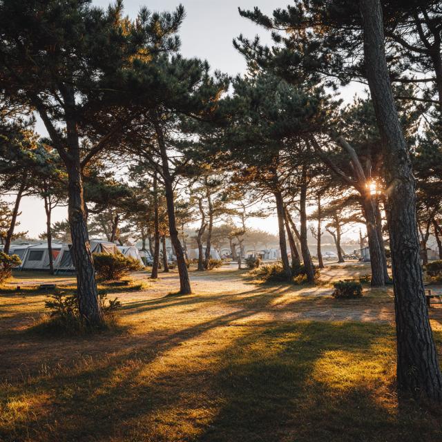 Découverte du Landae Camping Municipal Ondres-Océan et des plus beaux chemins de nature environnants